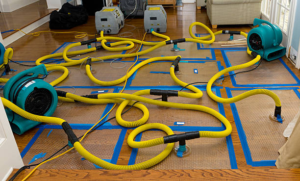 Professional Water Damage Repair technician working in Findlay, OH